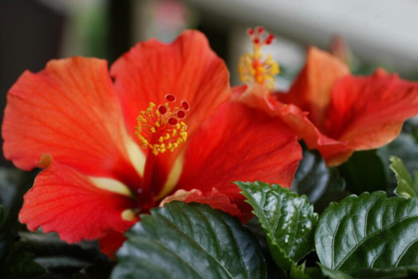 Potted tropical hibiscus must be protected from freezing temperatures in the Dallas area.