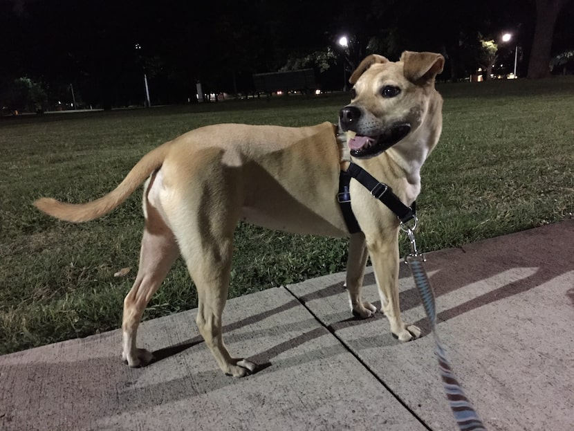 Public Safety Reporter Tristan Hallman rescued Ivy from Dallas Animal Services in March 2013.