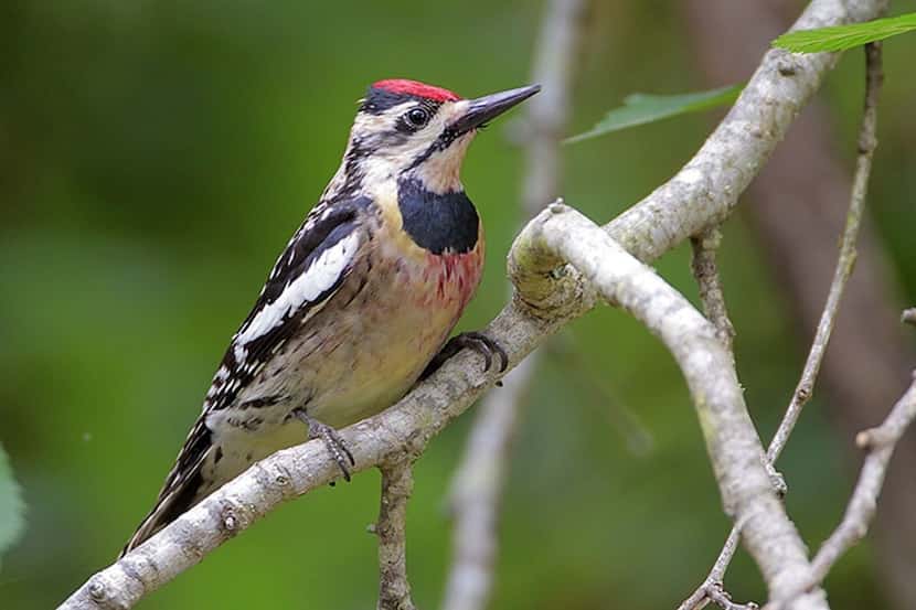The adult yellow-bellied sapsucker bird is a medium-sized woodpecker