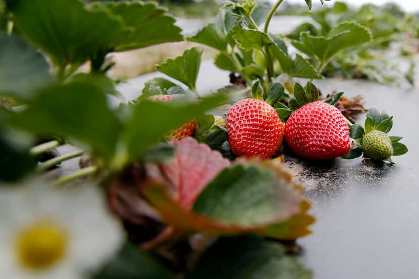 Strawberries at Highway 19 Produce & Berries in Athens