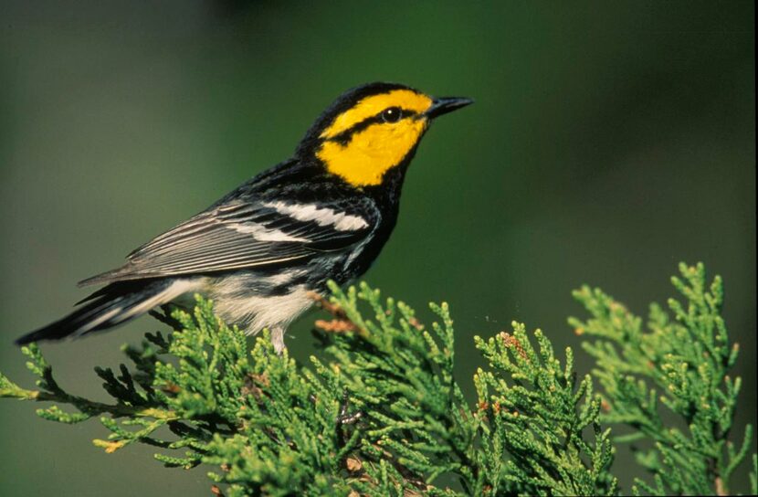 
An undated handout photo of a golden-cheeked warbler. The diminutive songbird, which weighs...