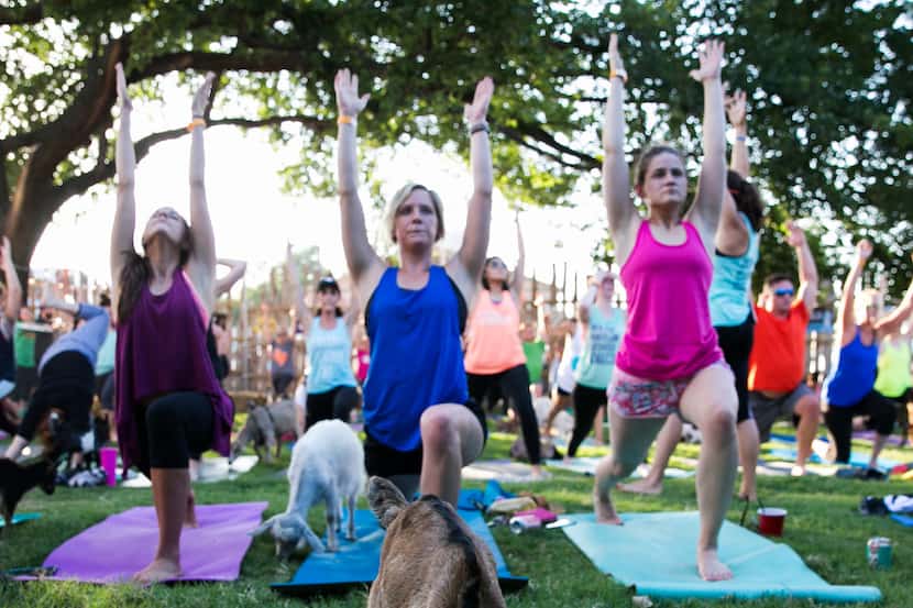 East Bound and Down Icehouse hosted the first goat yoga class at Eastbound and Down Icehouse...