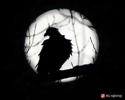 black and white photo of eagle against backdrop of the moon