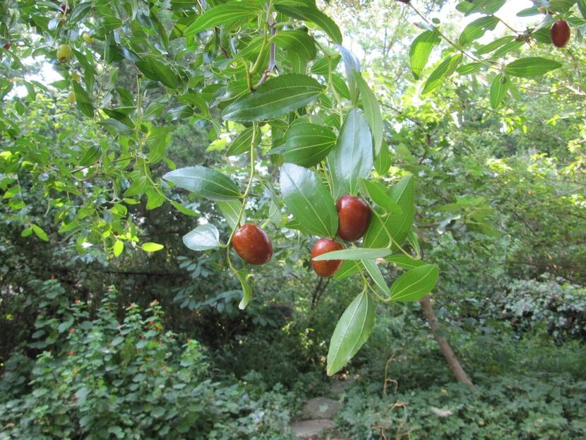 Jujube is a shade tree that produces edible fruit. 