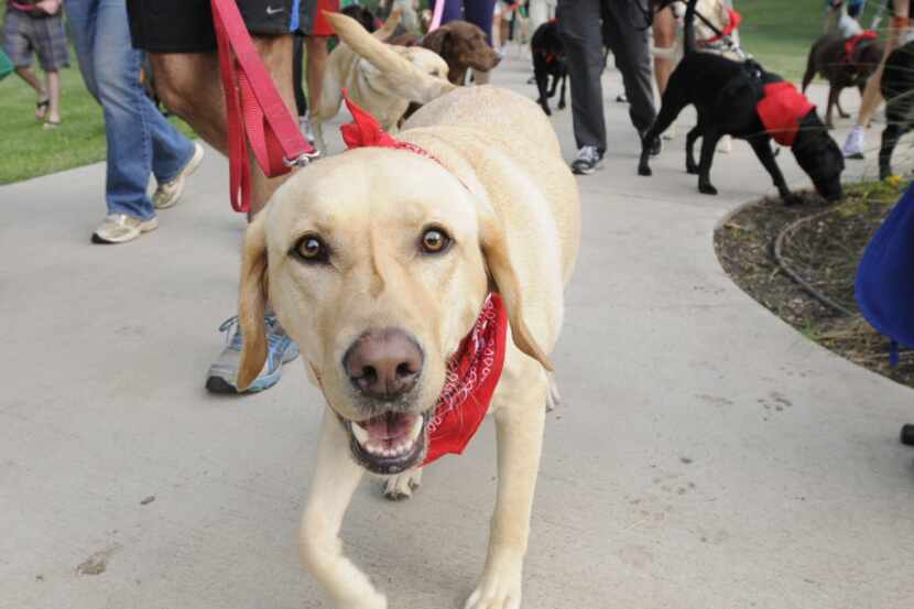 The Run for Retrievers, sponsored by DFW Labrador Retriever Rescue Club, features a 5K and...