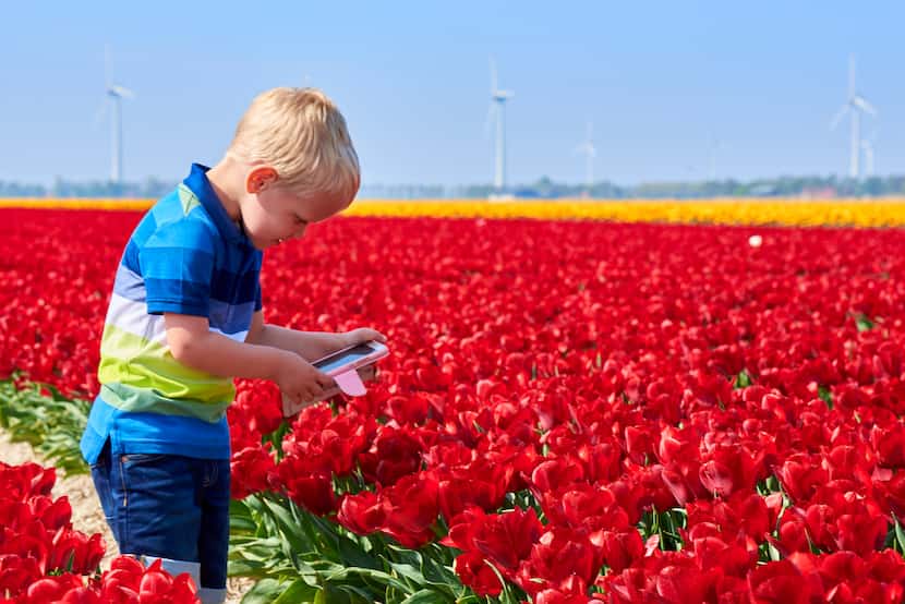 A boy takes photos of the rows of colorful flowers in Noordoostpolder, a destination popular...