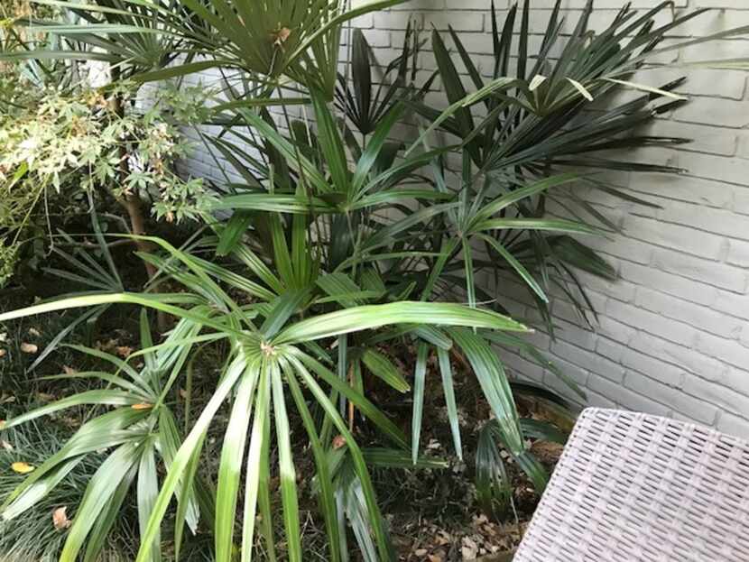 The needle palm (Rhapidophyllum hystrix) is cold-tolerant and low-maintenance.