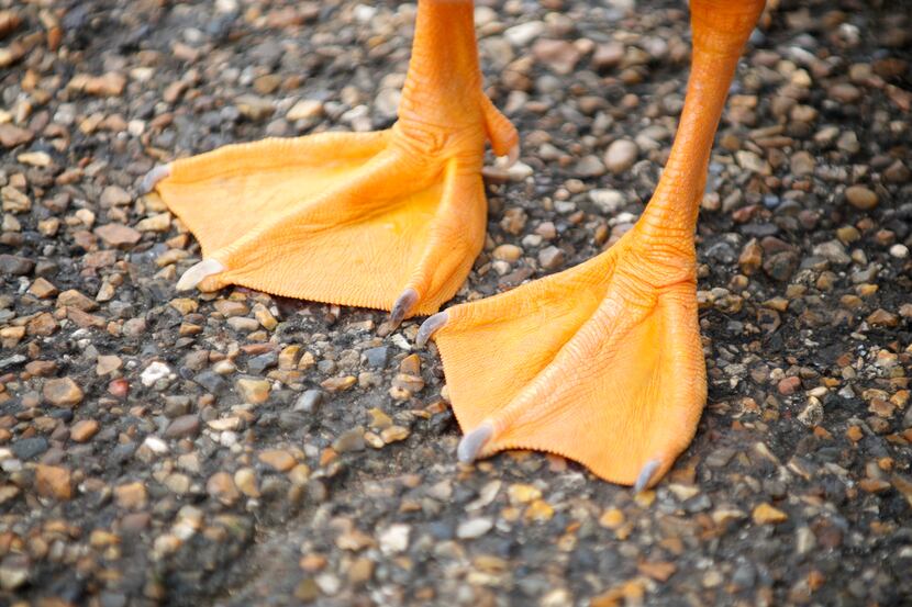 Pair of bright orange webbed feet from an unrecognizable bird stand on textured stone...