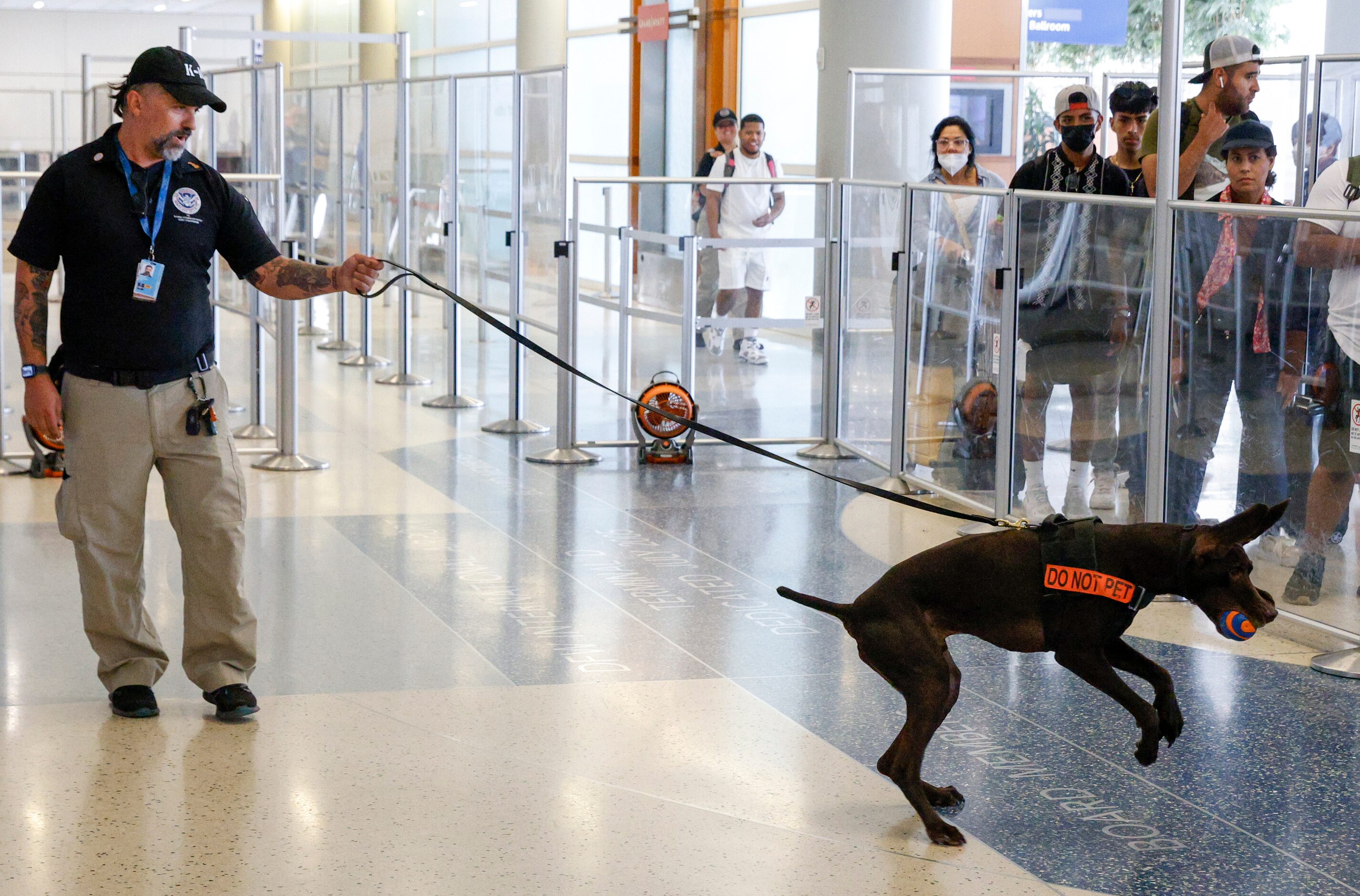 Explosive detection K-9 Dusan, a 7-year-old German shorthaired pointer, jumps in circles...