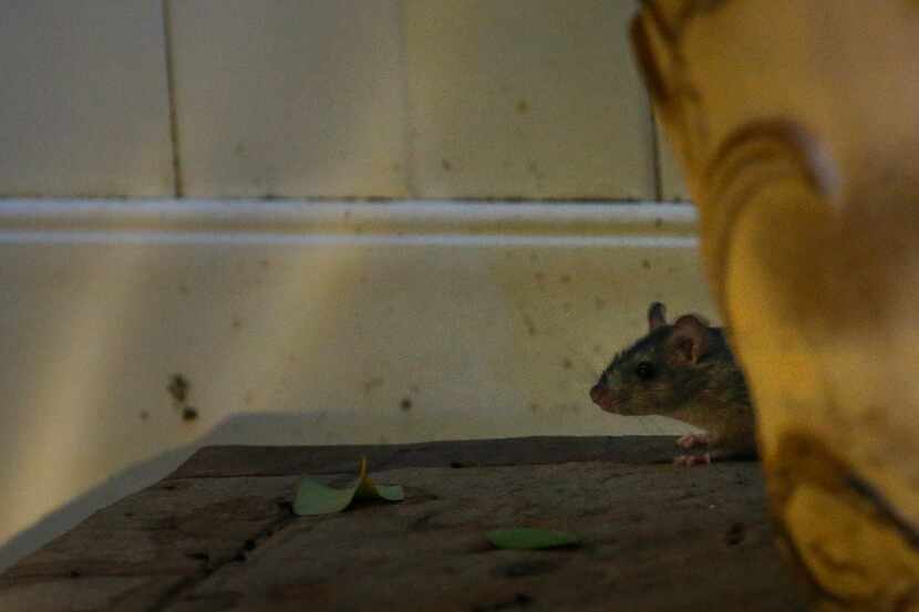 A skittish rat peeks from behind a planter in a backyard on July 16, 2020 in Plano. (Ryan...
