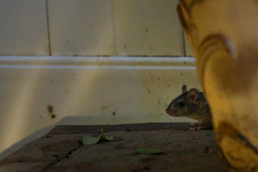 A skittish rat peeks from behind a planter in a Plano backyard. 
