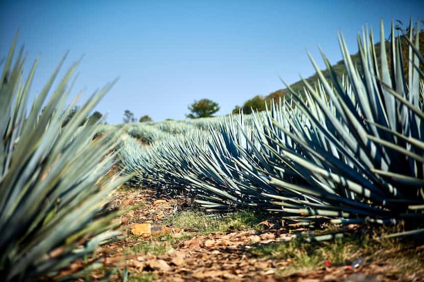 Plantas de agave tequilana weber en Jalisco, necesaria para la producción de...