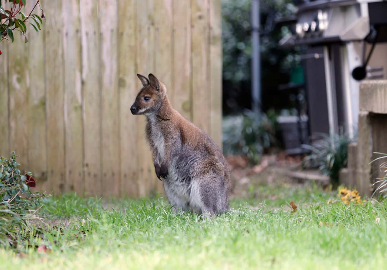 A wallaby roams in the front yard of a Dallas neighborhood on Wednesday.