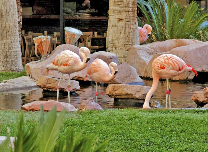 
... Or the flamingos at the Wildlife Habitat of the Flamingo. Mandalay Bay features a...