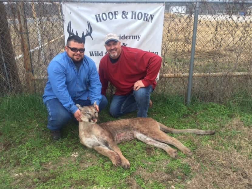 Wesley Monk (left) shot a mountain lion while deer hunting in Somervell County, about 50...