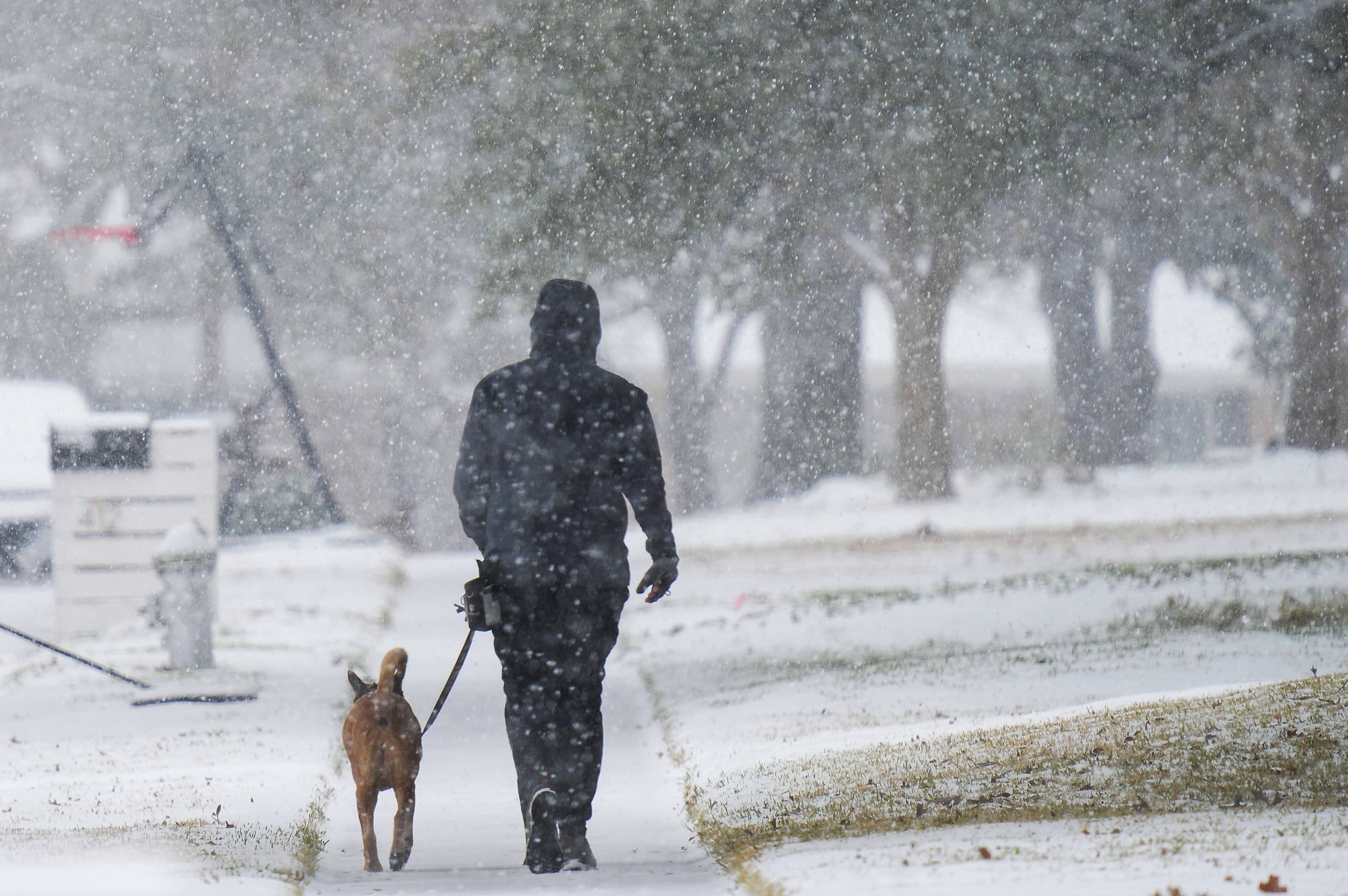 Snow falls as a resident walks their dog on Thursday, Jan. 9, 2025, in Richardson. 