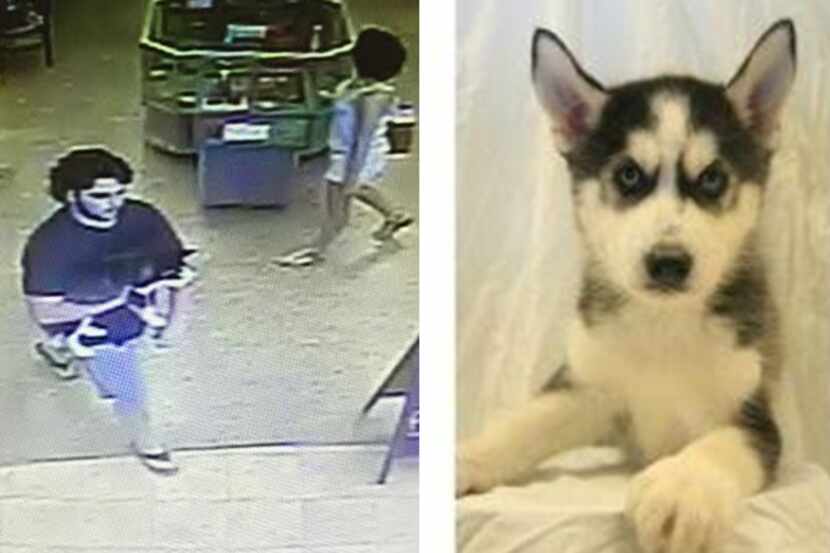  A Siberian Husky puppy worth $2,850 was stolen Saturday evening from Dallas Petland. Police...