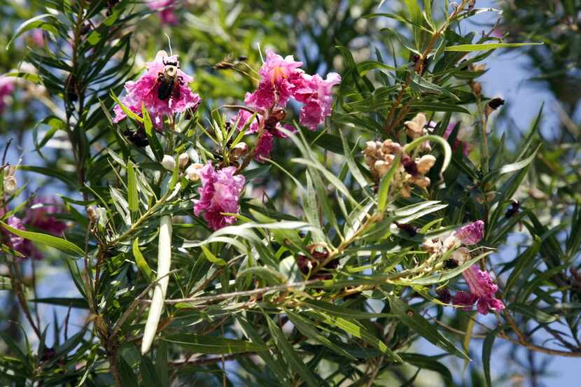 Desert willows thrive in full sun