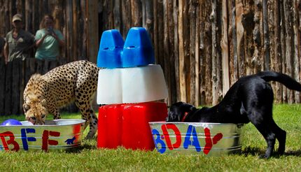 Winspear the cheetah and his Labrador retriever companion, Amani.