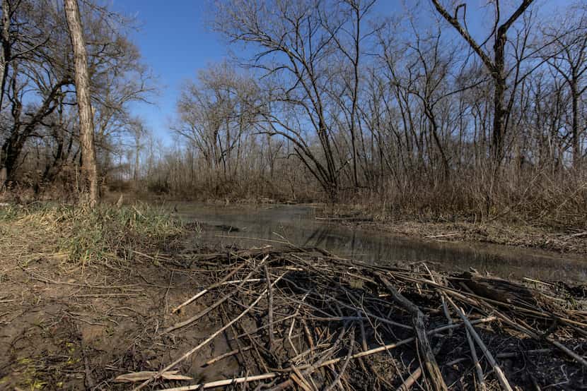 A beaver dam creates a reservoir pond in the Great Trinity Forest. Ben Sandifer and other...