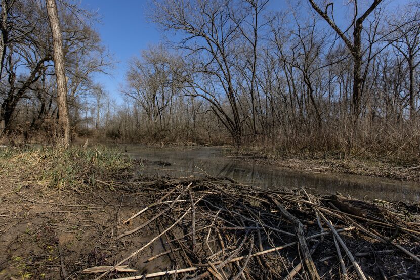 A beaver dam creates a reservoir pond in the Great Trinity Forest. Ben Sandifer and other...