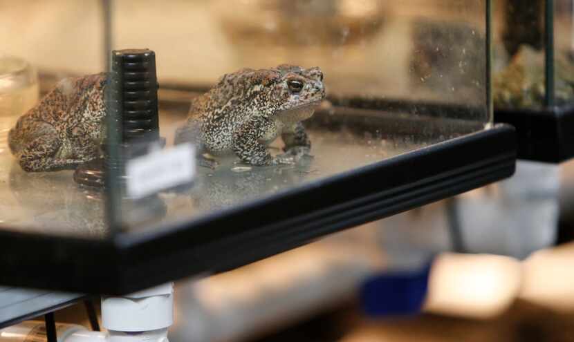 Experts say the Houston toad plays an important ecological role in Texas because it is an...