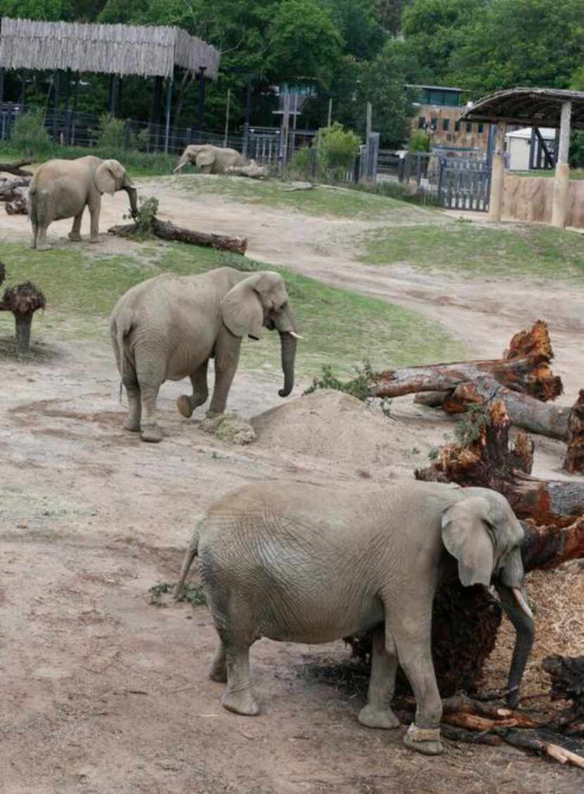 
A quartet of elephants at the Dallas Zoo’s Giants of the Savanna exhibit eat fresh browse....