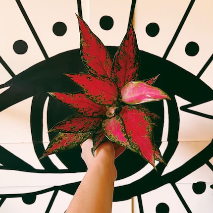 Person holding up aglaonema 'Red Valentine' plant on black and white background