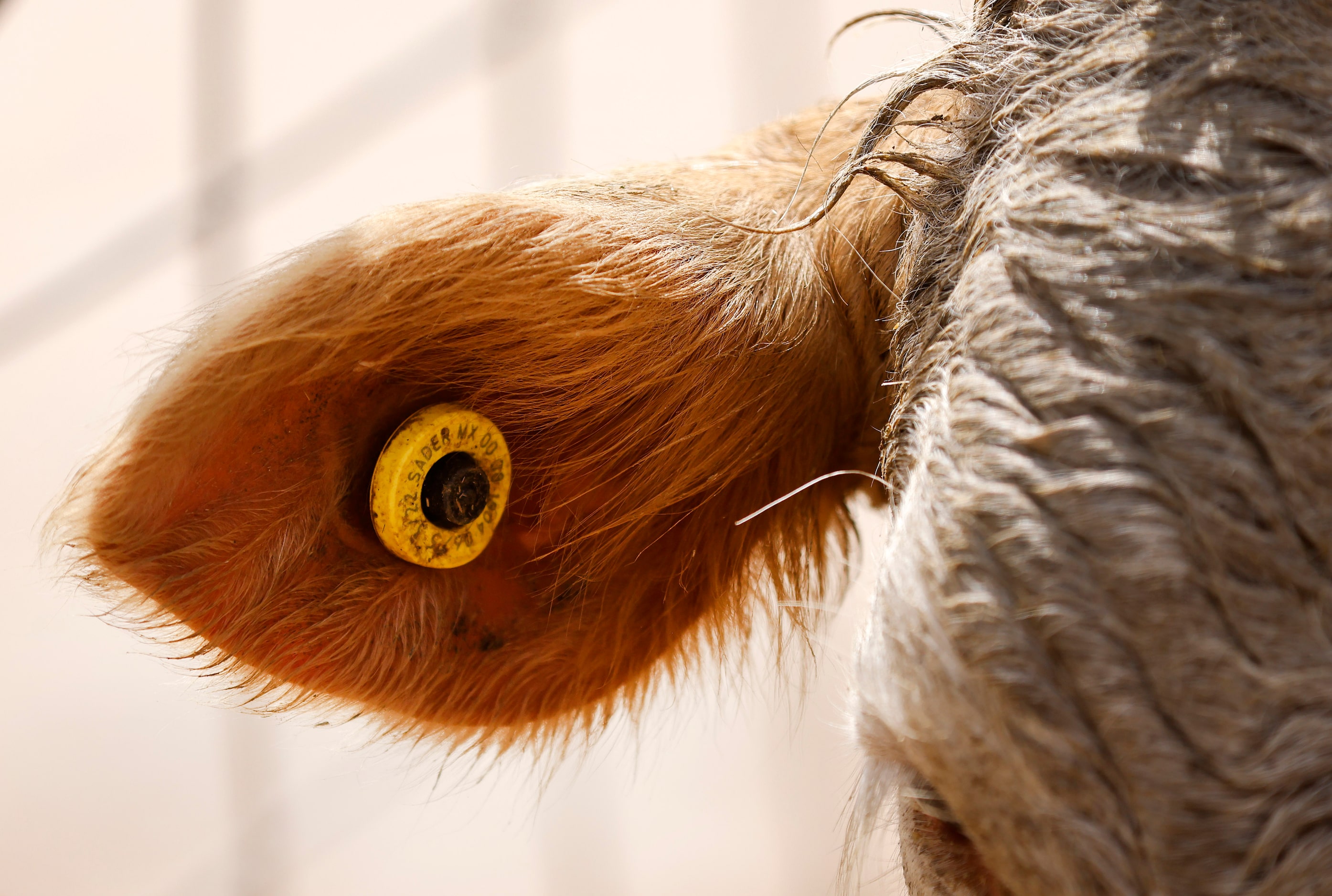 Mexican feeder cattle have a RFID chip attached to their ear by Mexican veterinarians so...