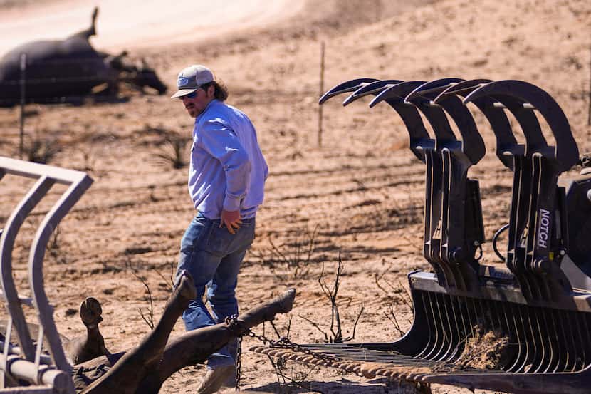 A rancher collects dead cattle in an area burned by the Smokehouse Creek Fire, Friday, March...