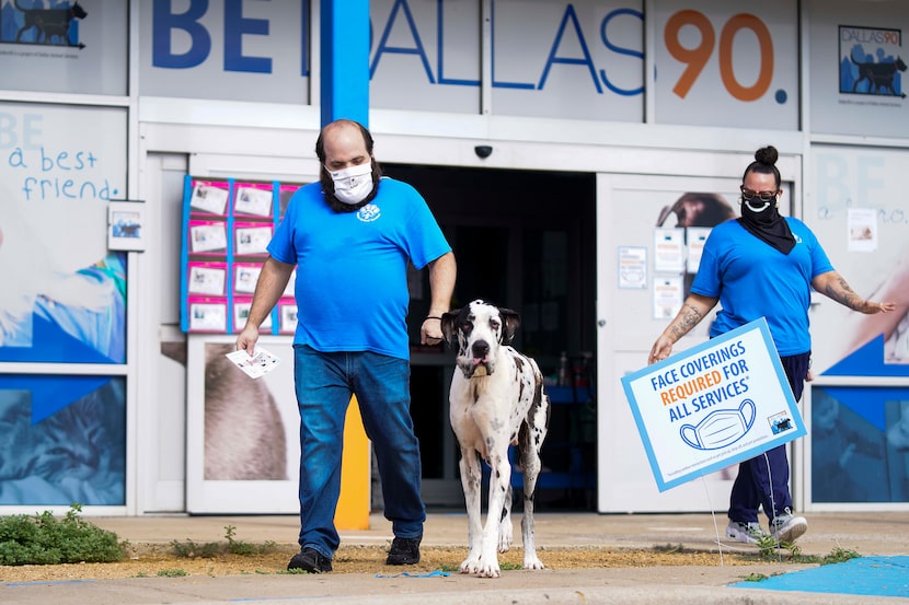 Animal keeper John Silvestri and animal care technician Brigitte Beddow led a Great Dane to...