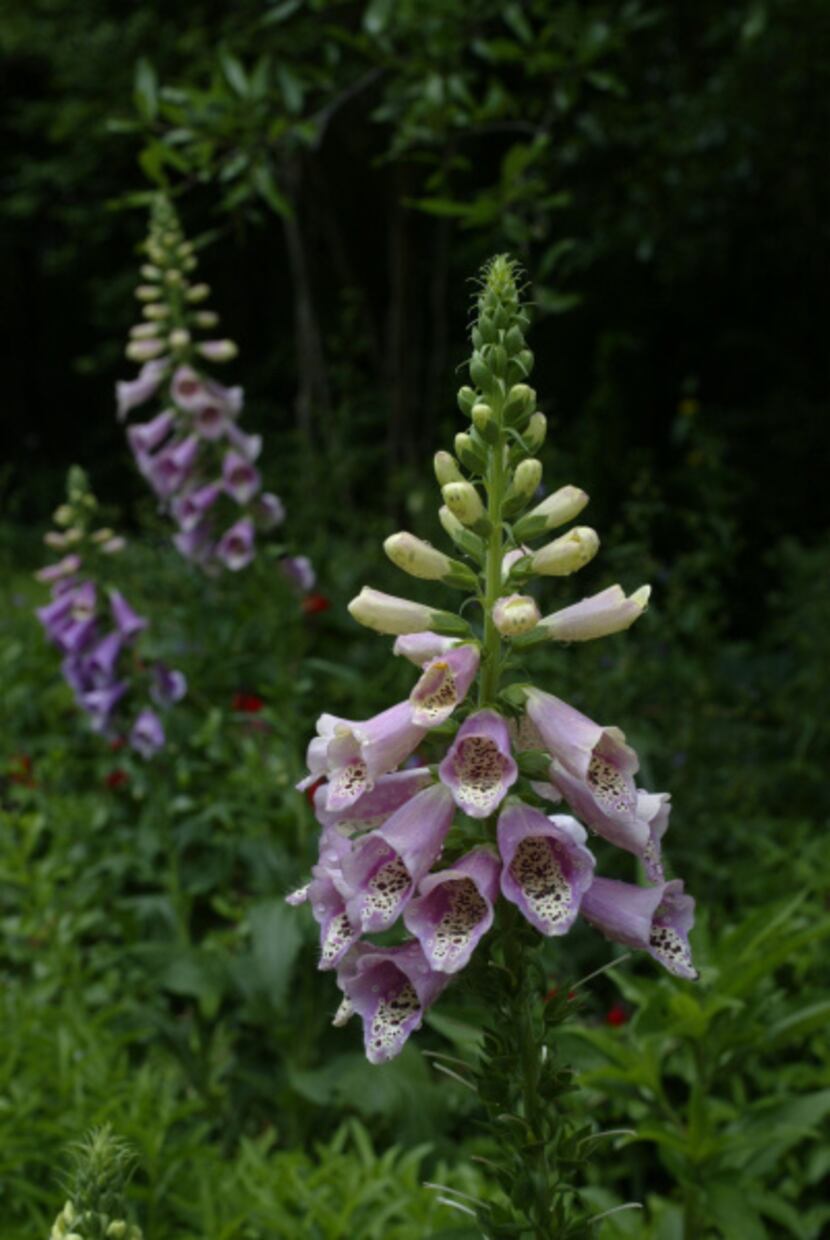 Foxgloves