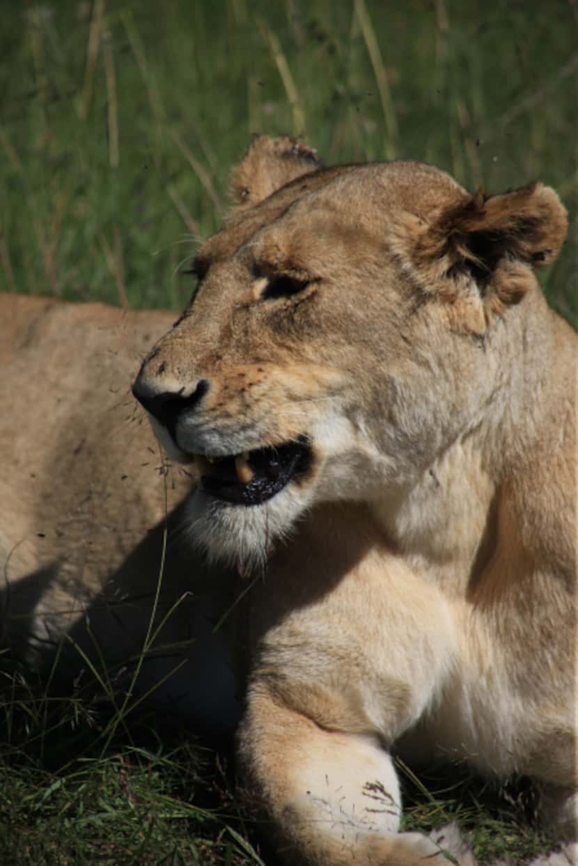 A lioness rests in the tall grass of Kenya, where Karen Blixen loved to hunt when she first...