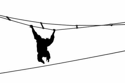 Black and white photo with silhouette of a gibbon climbing on ropes in a zoo.