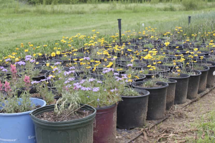 Colorful perennials prairie verbena and four-nerve daisy are being cultivated at Bluestem...