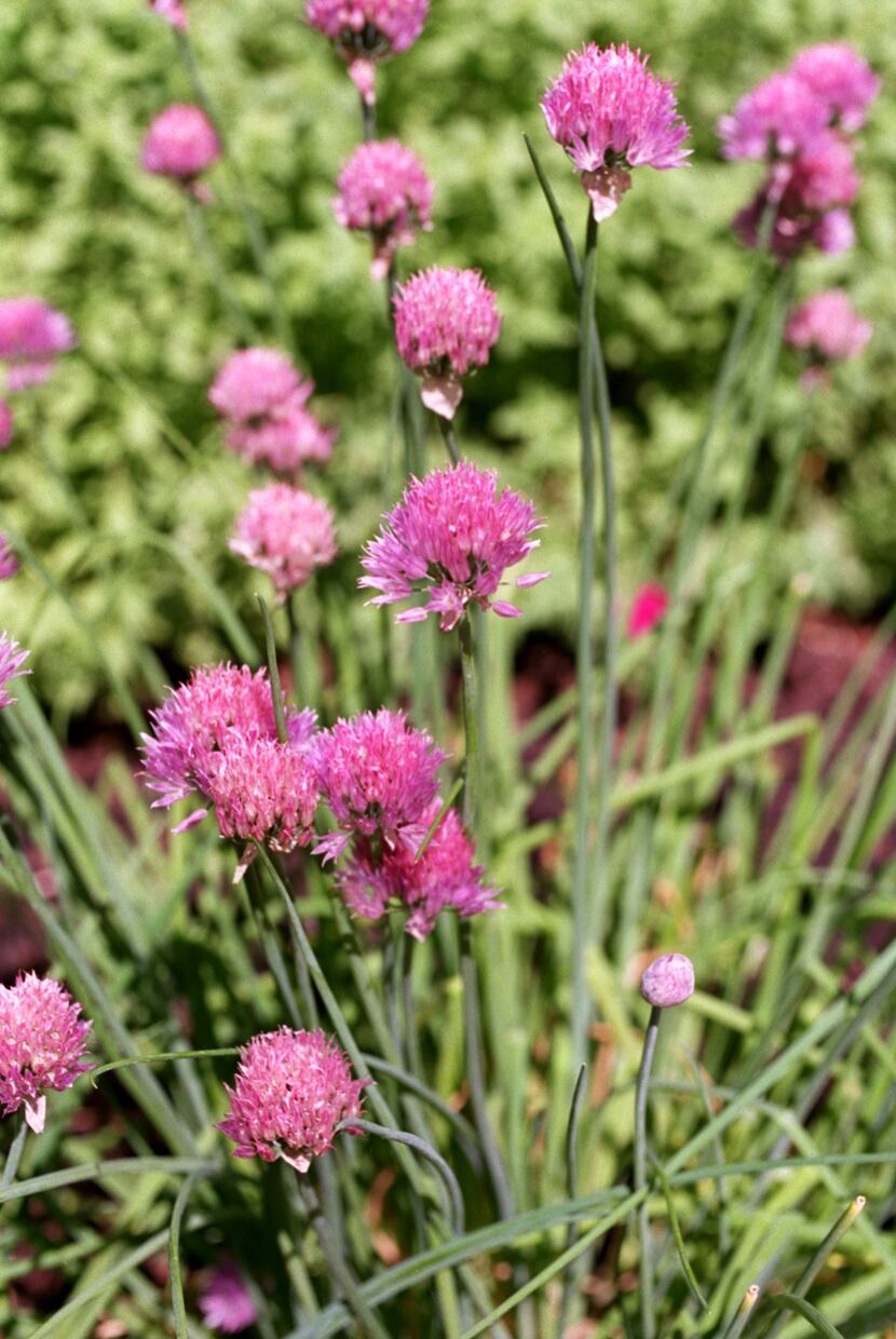 Onion chives 