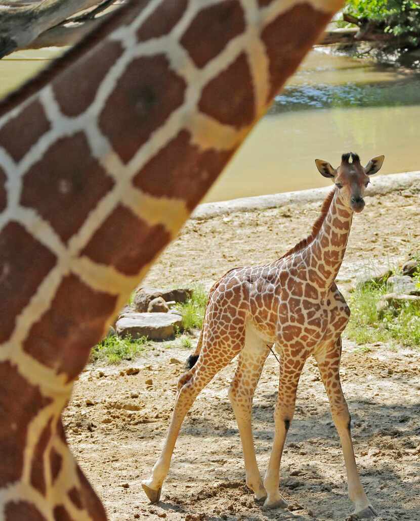 
Kipenzi made her public debut at the Dallas Zoo on May 1.
