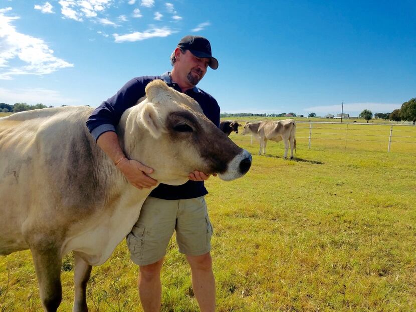 Mike Moyers gives a hug to one of his brown Swiss cows at Sandy Creek Farms in Bridgeport. 