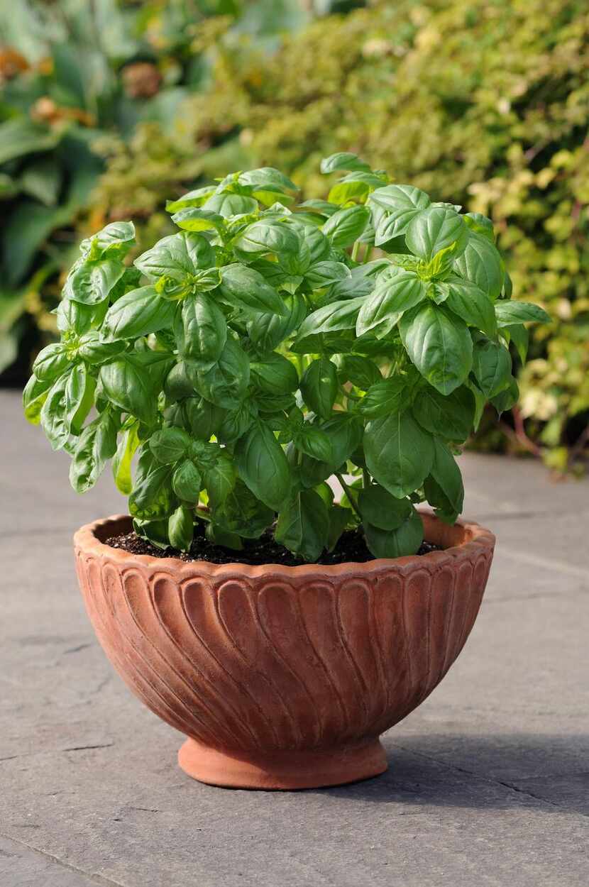 
‘Dolce Fresca’ basil produces sweet, tender leaves in a compact plant that recovers quickly...