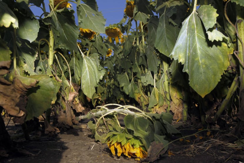 A trampled sunflower plant at a sunflower field in Allen shows the type of damage being done...