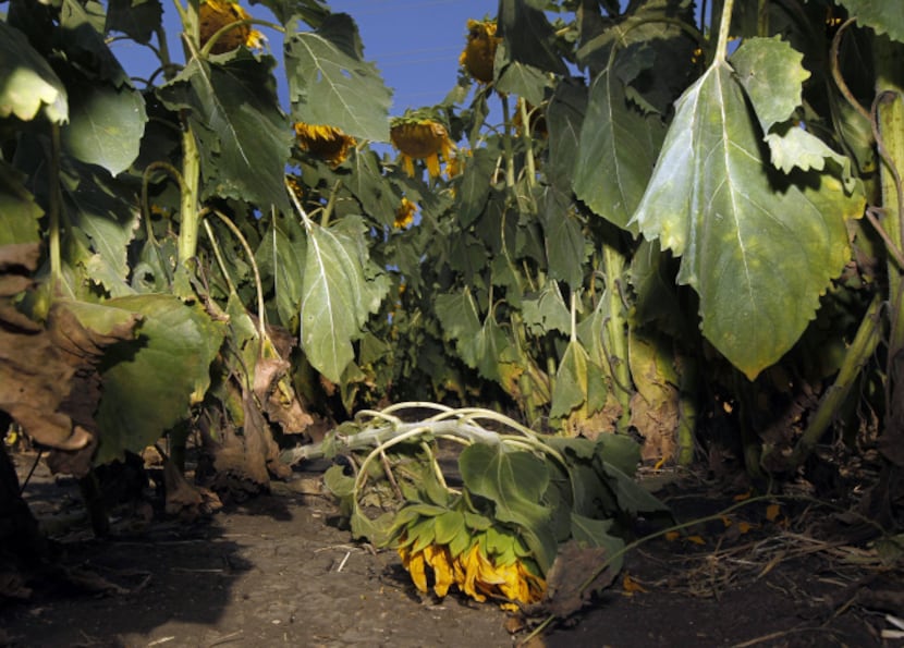 A trampled sunflower plant at a sunflower field in Allen shows the type of damage being done...