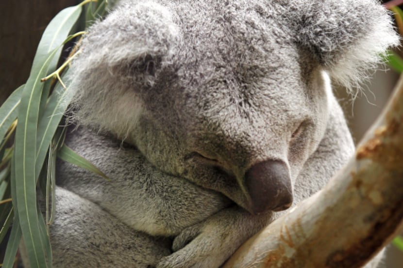 Tekin the koala dozes in the Koala Walkabout exhibit, which opens Saturday at the Dallas...