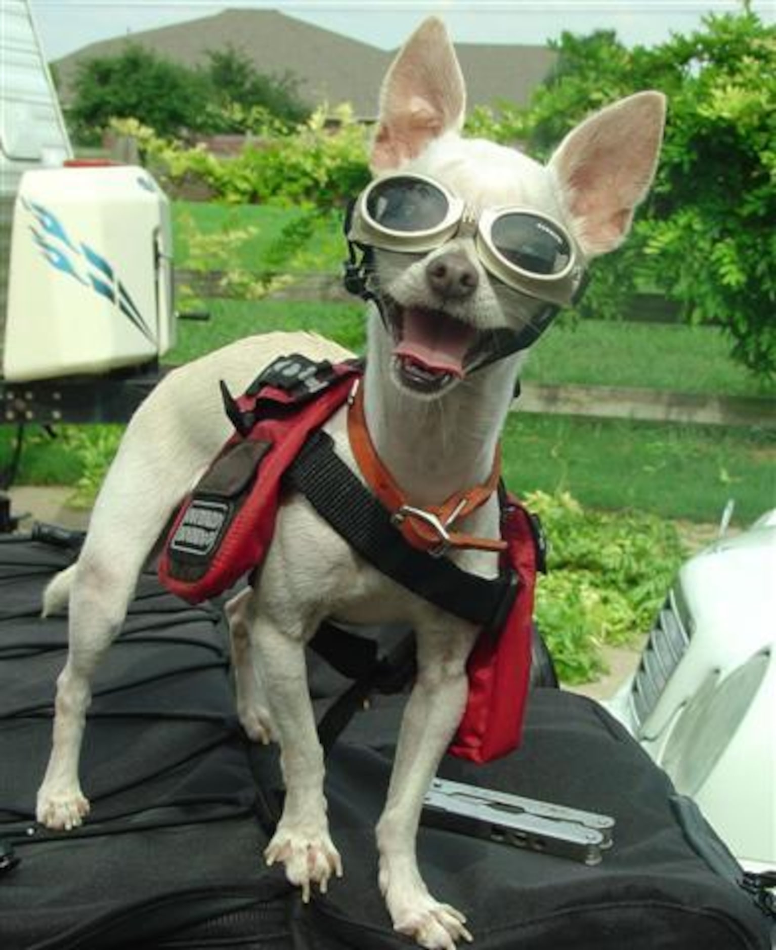 Little Harley saying "Let's go! I'm ready to ride!" in Susan Miller's photo. 