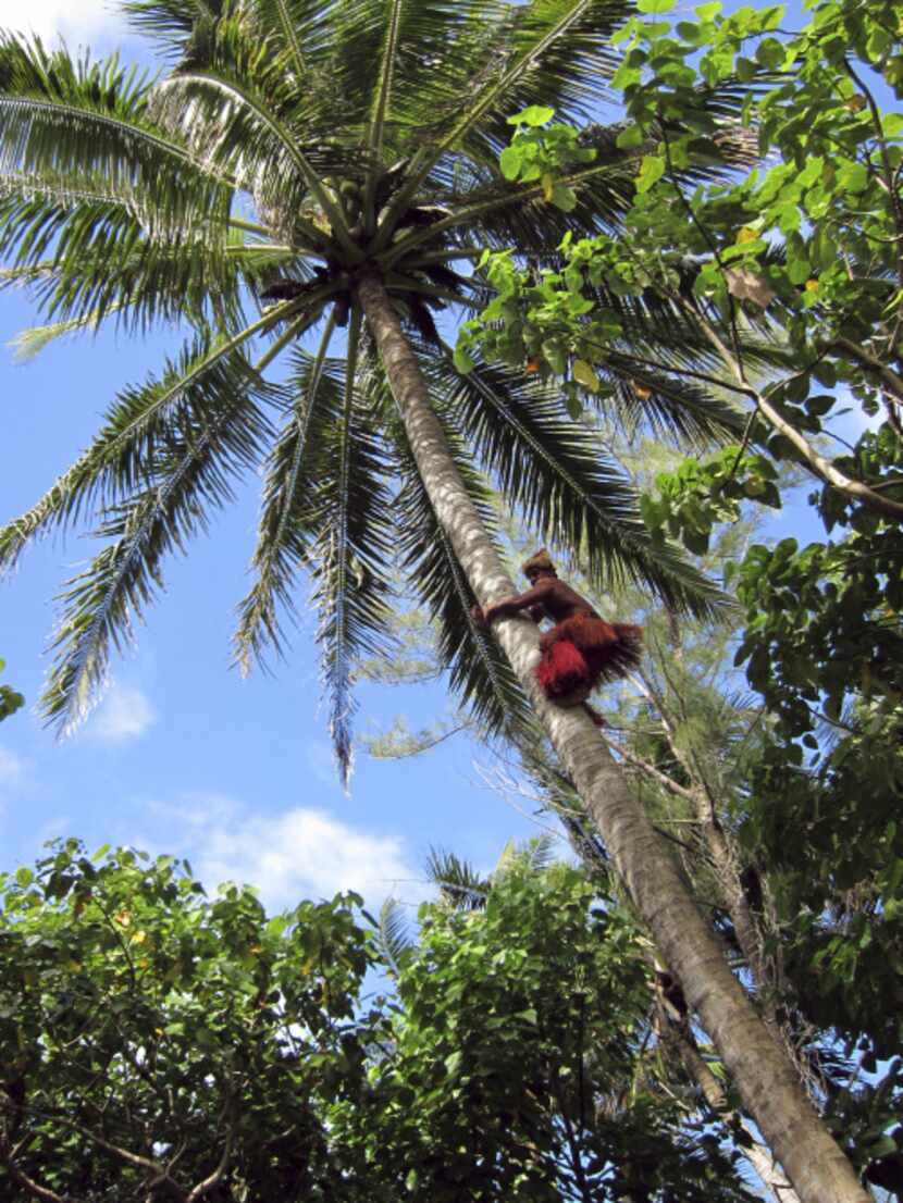 Papa Jack bounds up a soaring coconut palm on Motu Koromiri a skill performed so naturally...