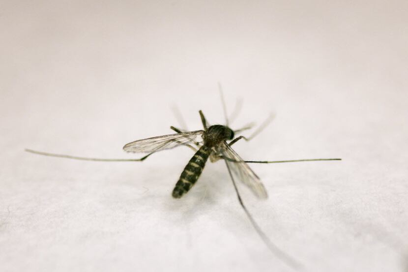  Mosquitos capable of carrying the West Nile virus are common in North Texas in warm...
