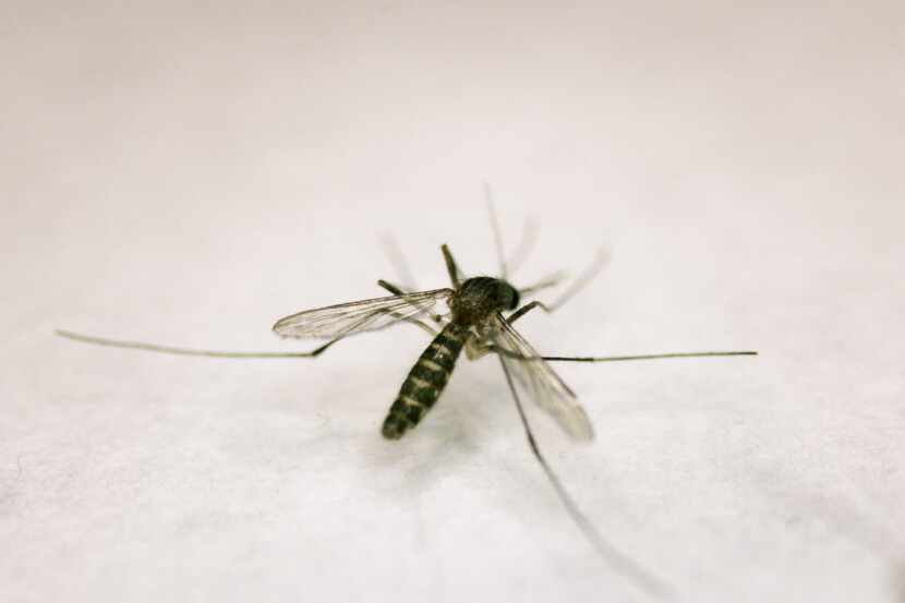  Mosquitos capable of carrying the West Nile virus are common in North Texas in warm...