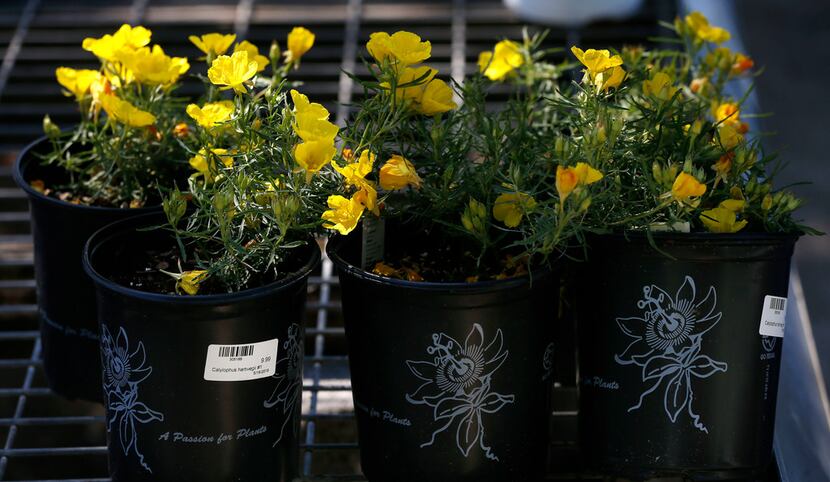 Plants qualify for the tax savings, but be sure to choose drought-tolerant plants the are...