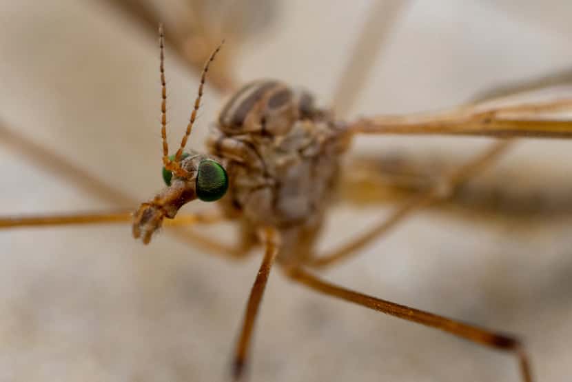 Crane flies, commonly known as mosquito hawks or even skeeter eaters, are a harbinger of...