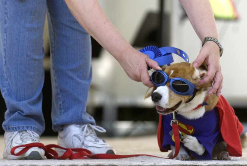 Melissa Boesch fixes the goggles of her beagle Nemo during the 2010 Spokesdog Pageant at the...