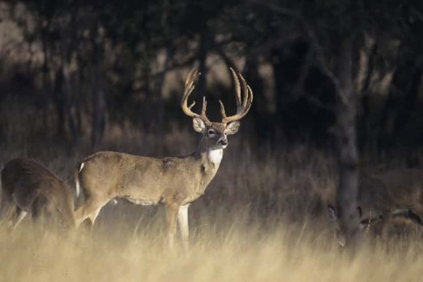 "Texas whitetail hunters will be seeking a trophy buck next weekend but most of them will...